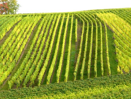 HUNAWIHR - le vignoble - Photo ROUILLON